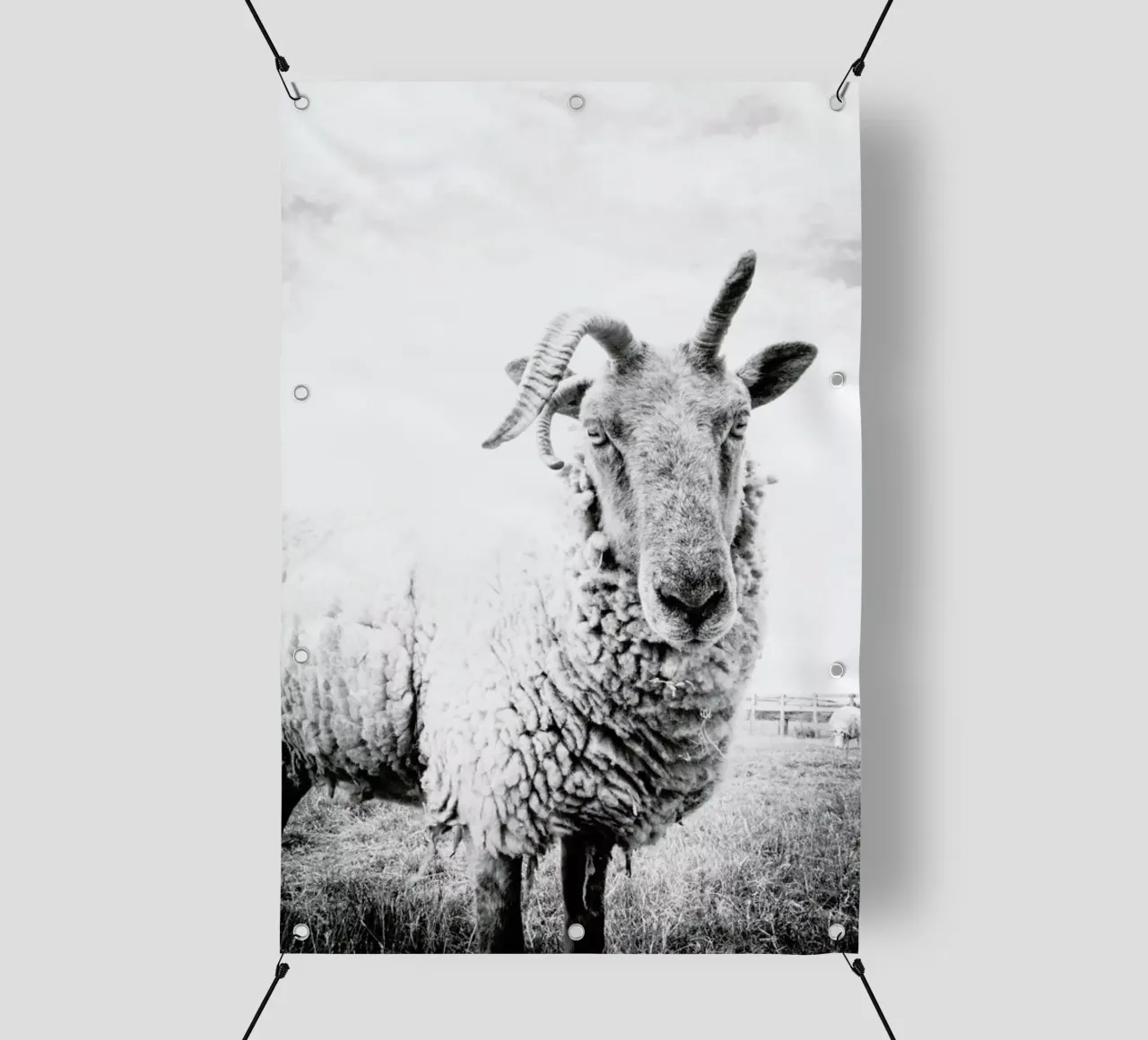 Sheep II telo in pvc da Victoria Frost