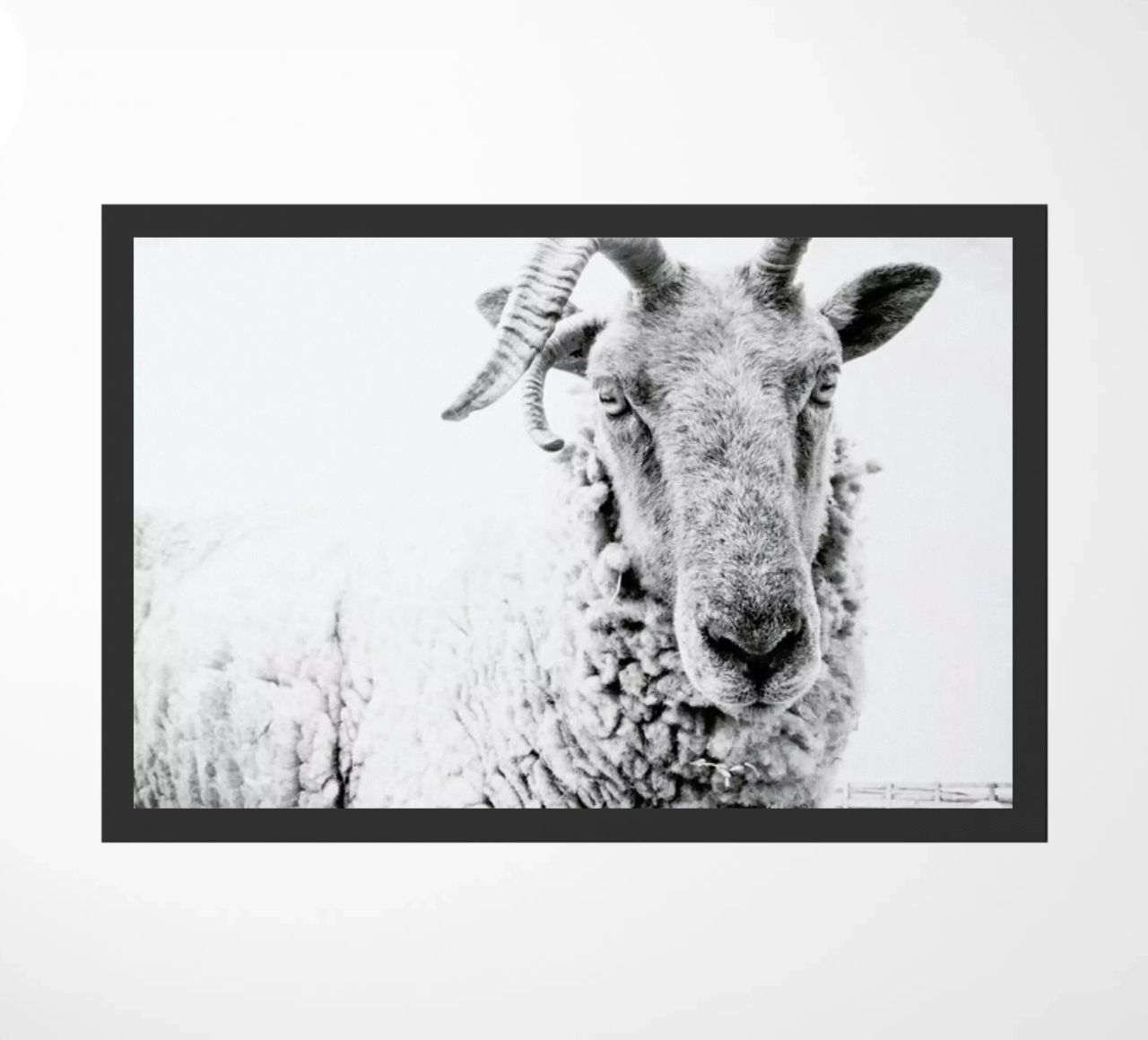 Sheep II zerbino da Victoria Frost