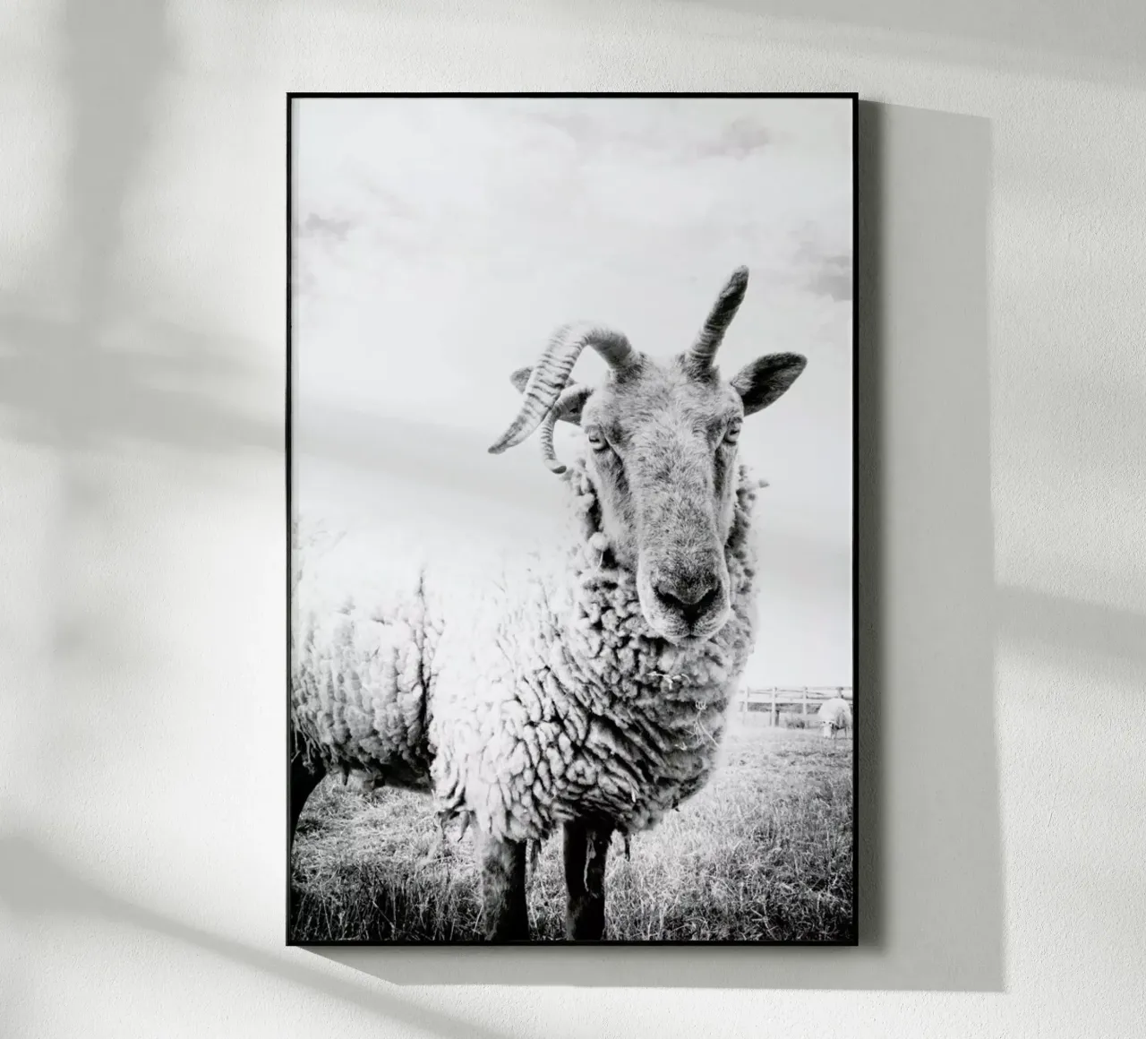 Sheep II plexiglass da Victoria Frost