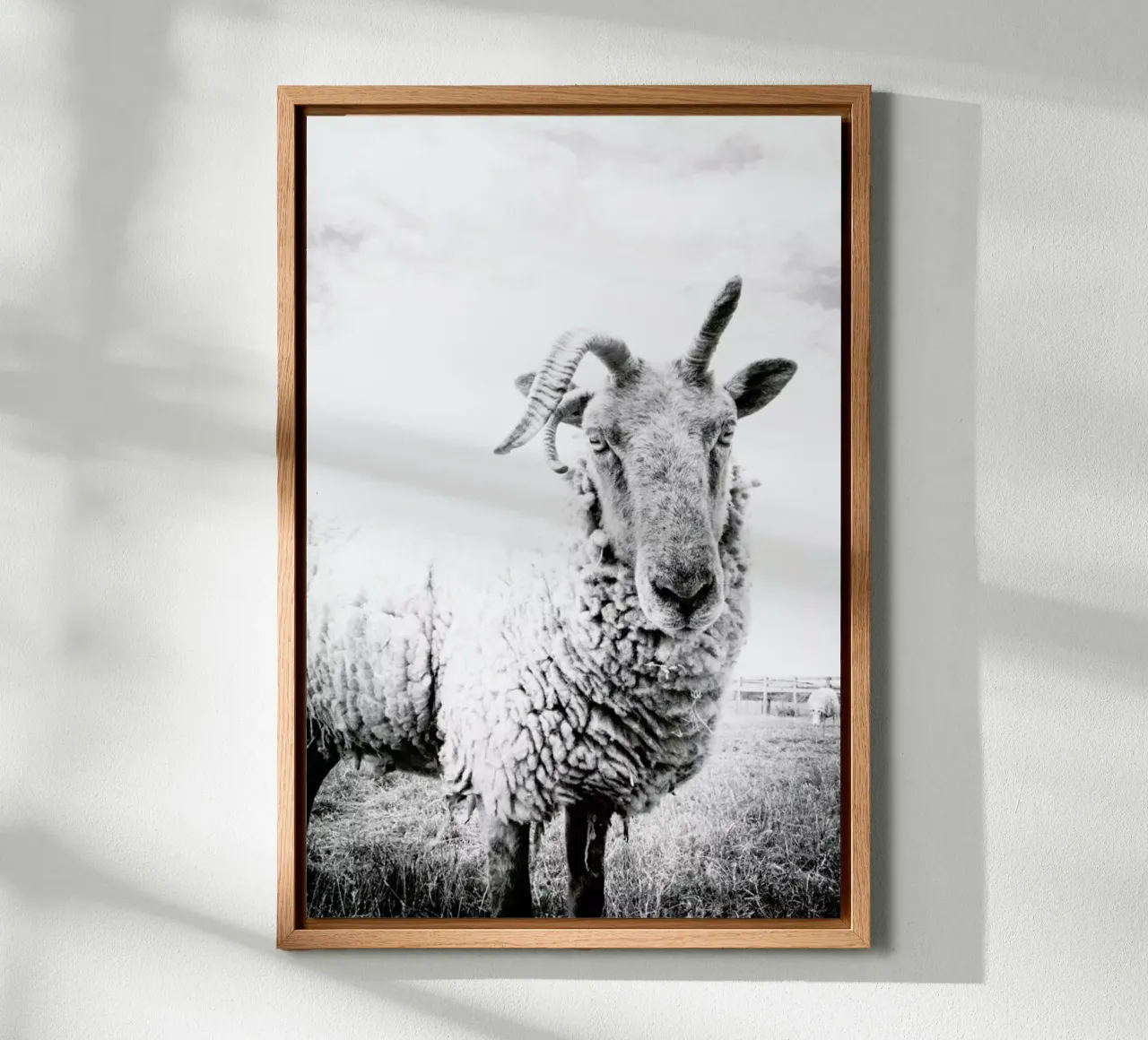 Sheep II tela con Cornice a cassetta da Victoria Frost