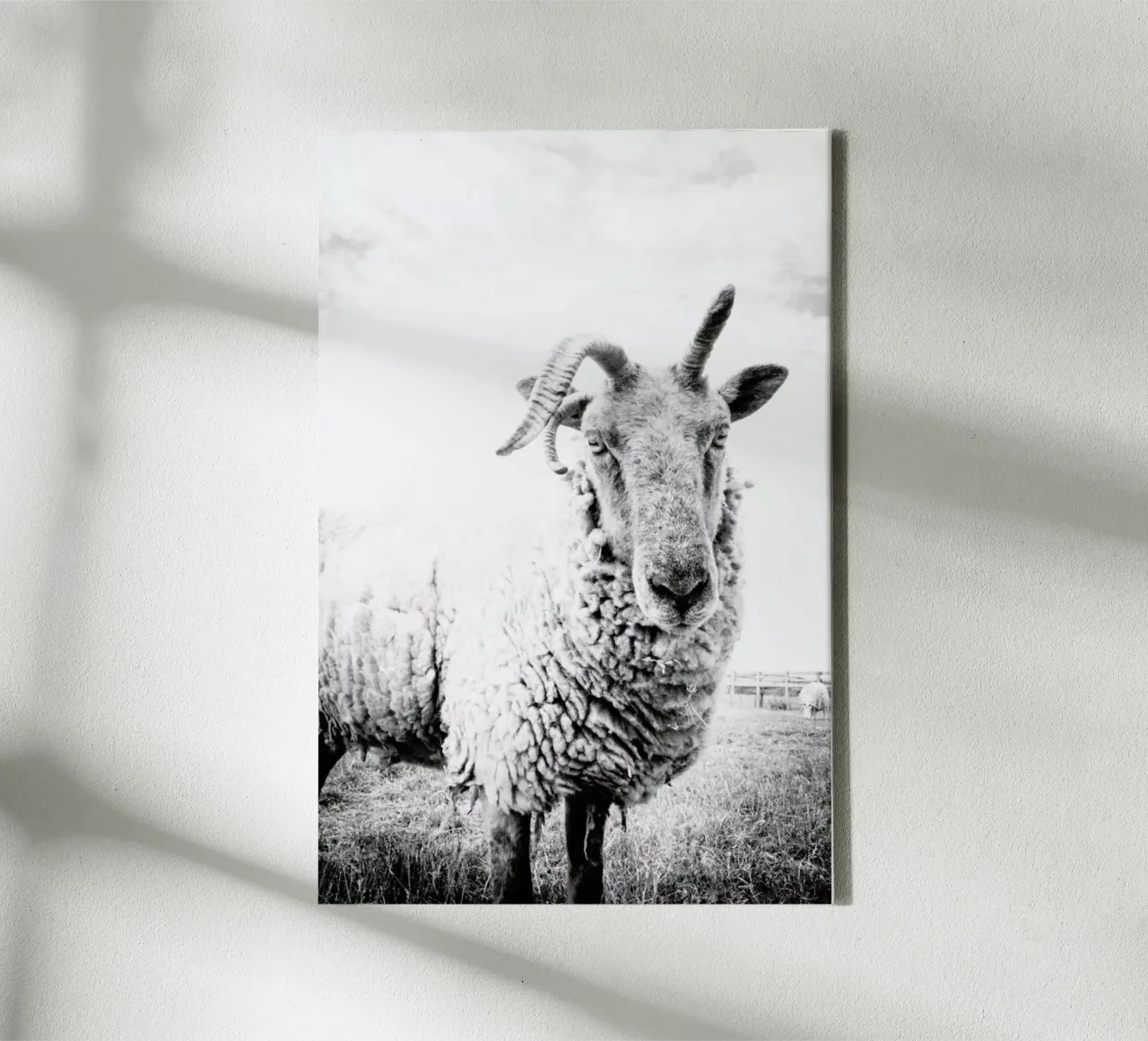 Sheep II tela con Cornice a cassetta da Victoria Frost