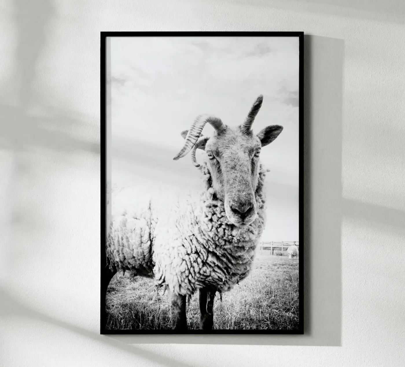 Sheep II poster da Victoria Frost