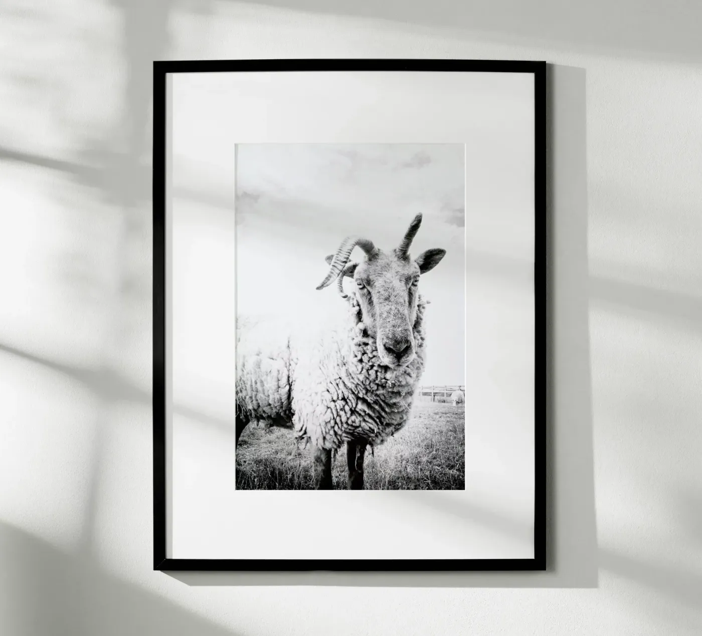 Sheep II poster da Victoria Frost