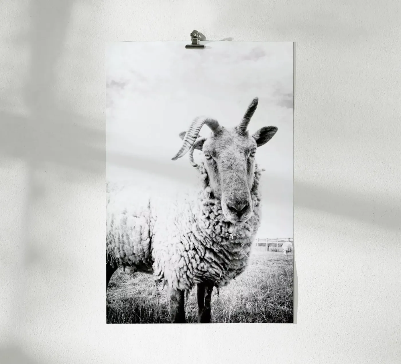 Sheep II poster da Victoria Frost