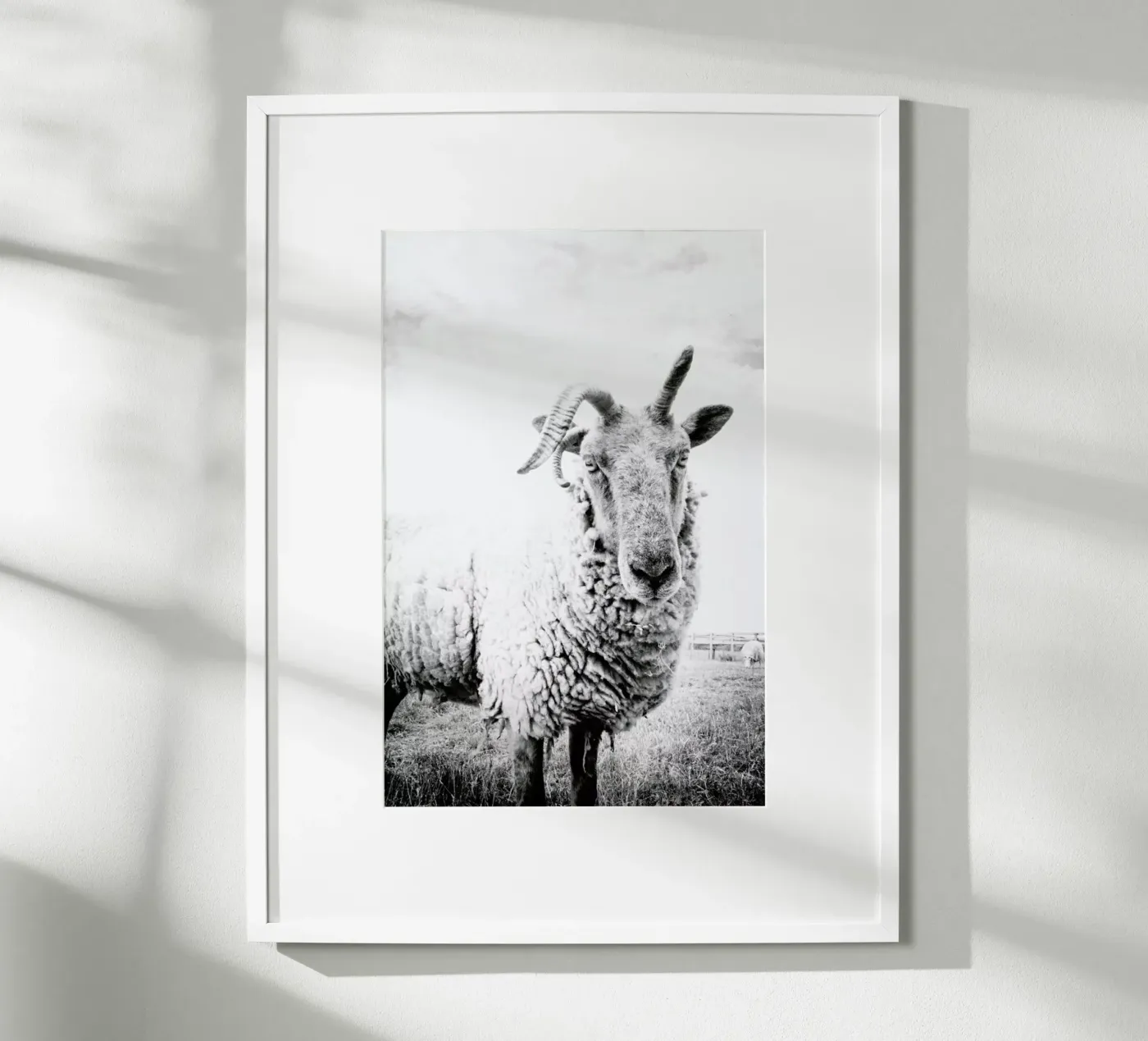 Sheep II poster da Victoria Frost