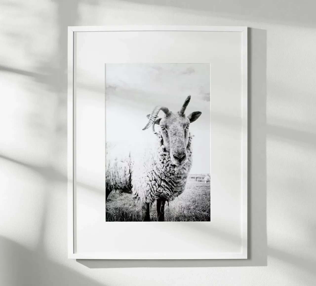 Sheep II poster da Victoria Frost