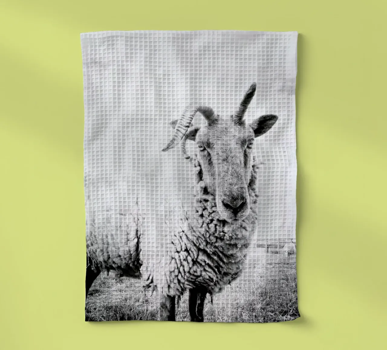 Sheep II canovaccio da cucina da Victoria Frost