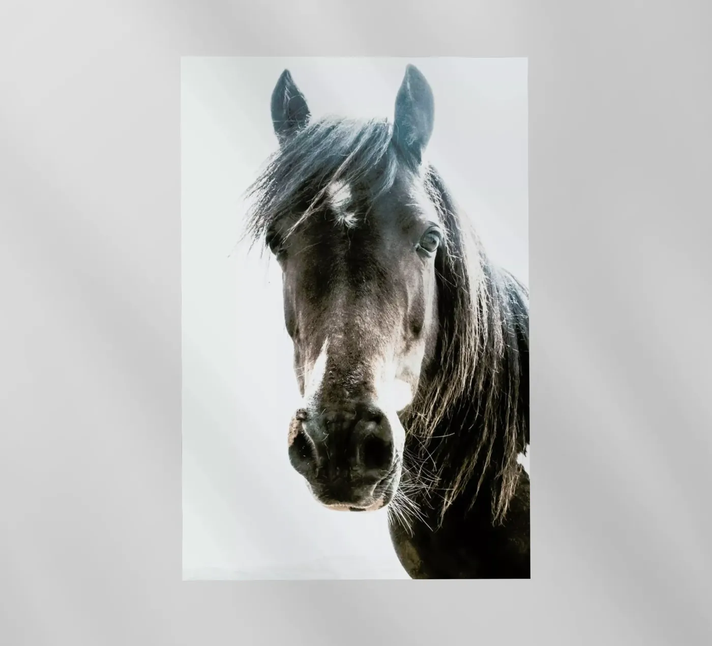 Horse pellicola backlit da Victoria Frost