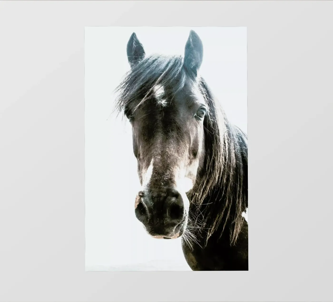 Horse pellicola backlit da Victoria Frost
