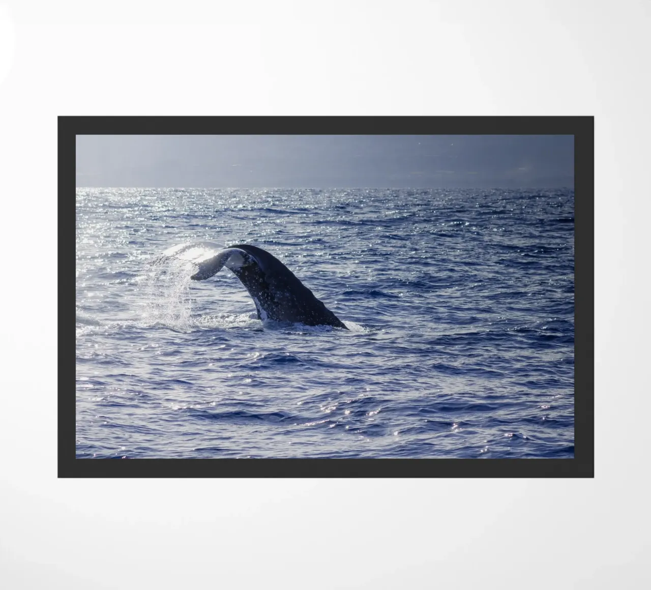 L'immersione delle balene 1 zerbino da Léa Lefebvre Photography