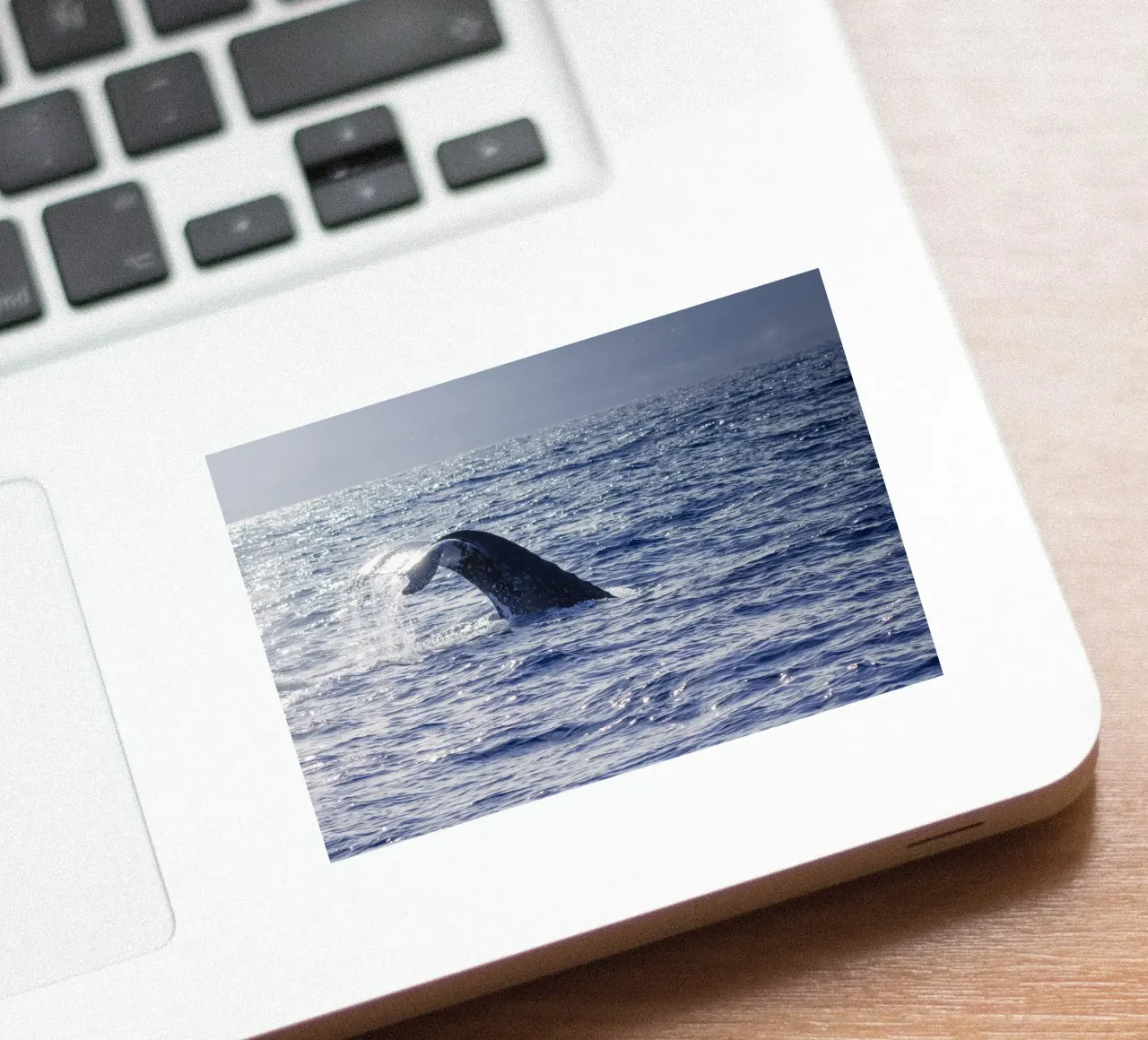 L'immersione delle balene 1 adesivo da Léa Lefebvre Photography