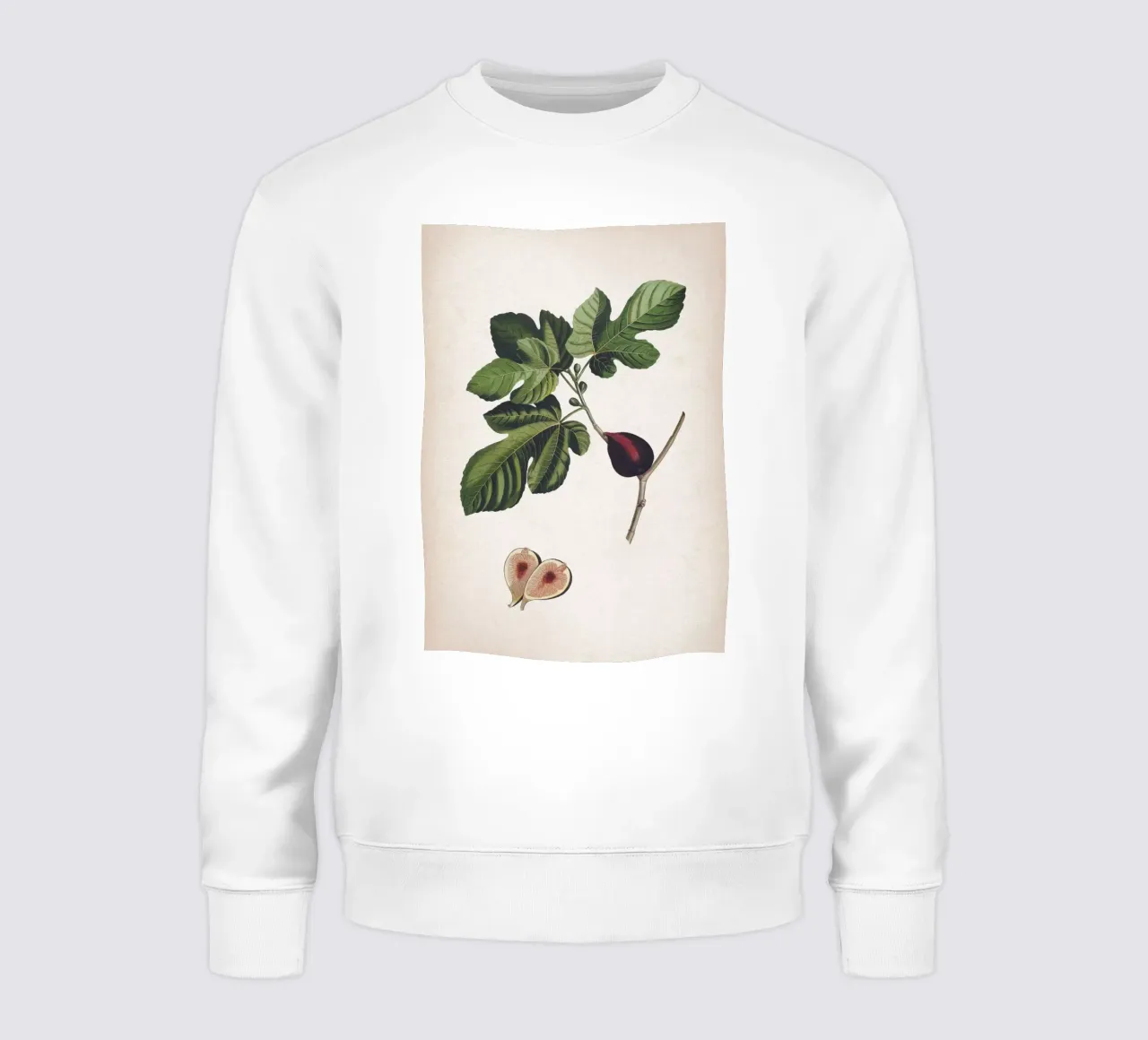 Vintage Ehret 2 Ficus felpa da Vintage Print Collection