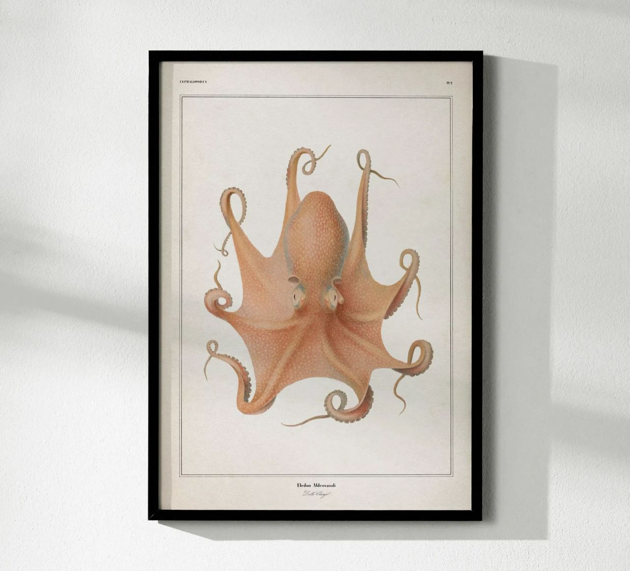 Vintage Vérany 1 Eledon Aldrovandi poster de Vintage Print Collection