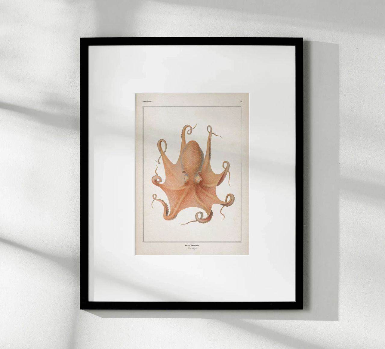 Vintage Vérany 1 Eledon Aldrovandi poster de Vintage Print Collection