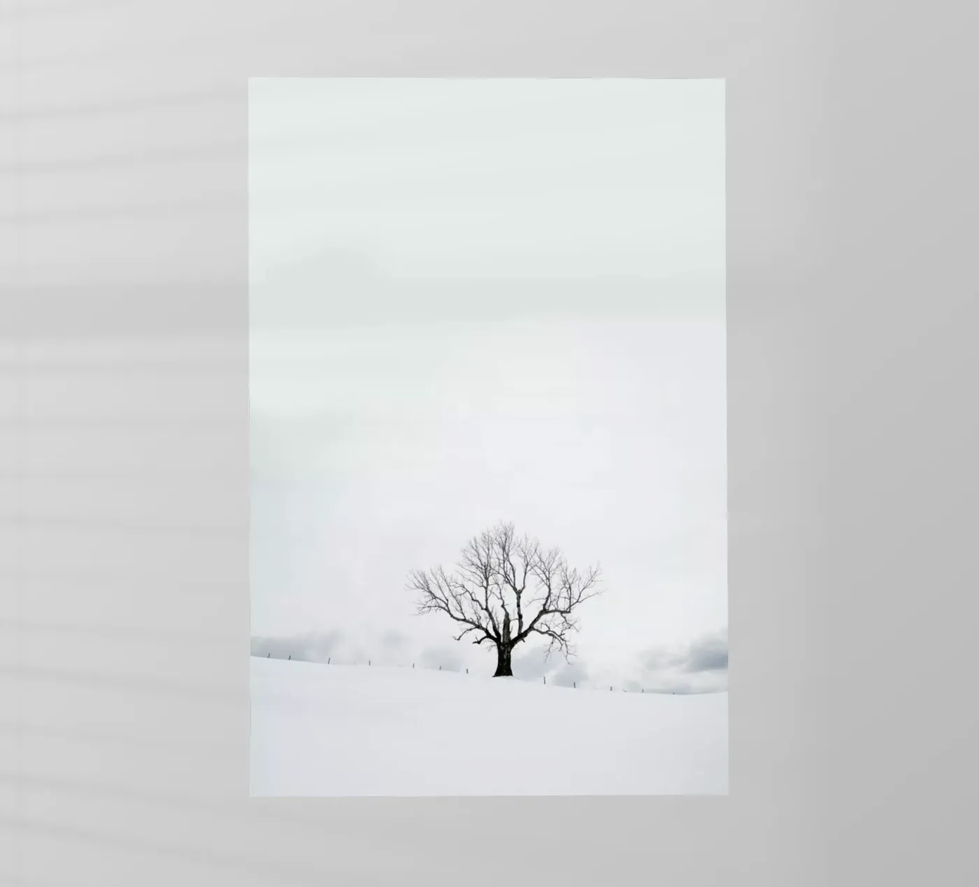 Winter Tree pellicola backlit da XOXO Arte