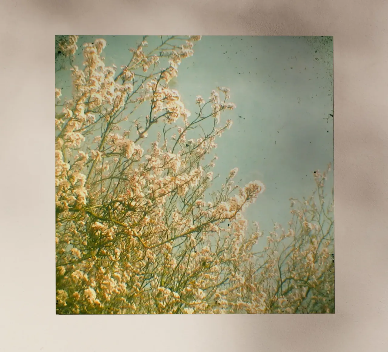 Primavera pellicola backlit da Cassia Beck Photography