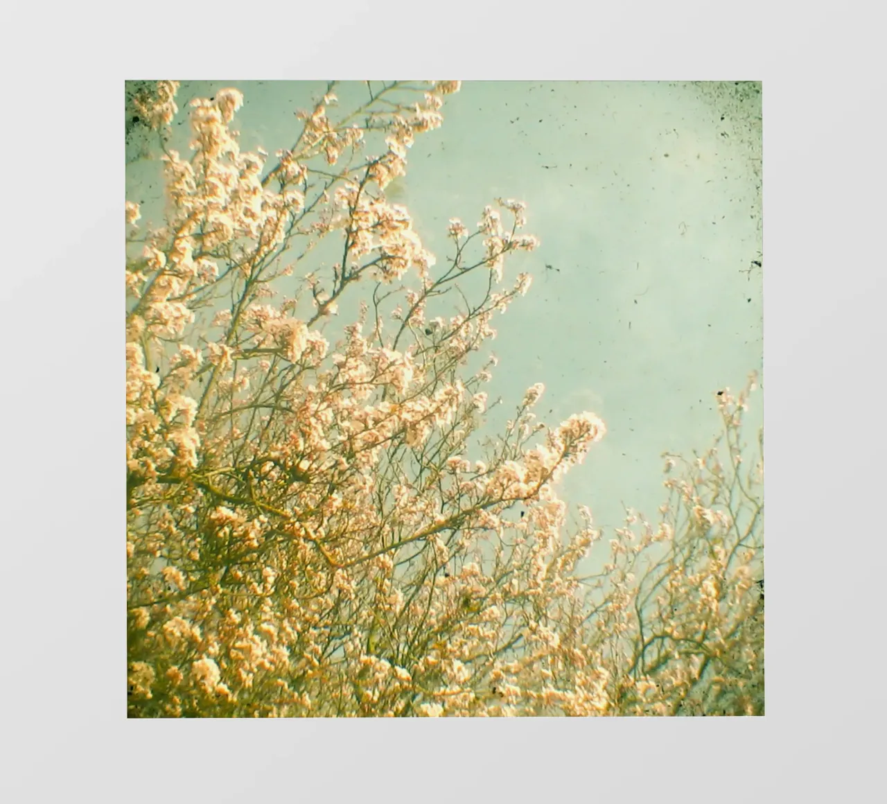 Primavera pellicola backlit da Cassia Beck Photography