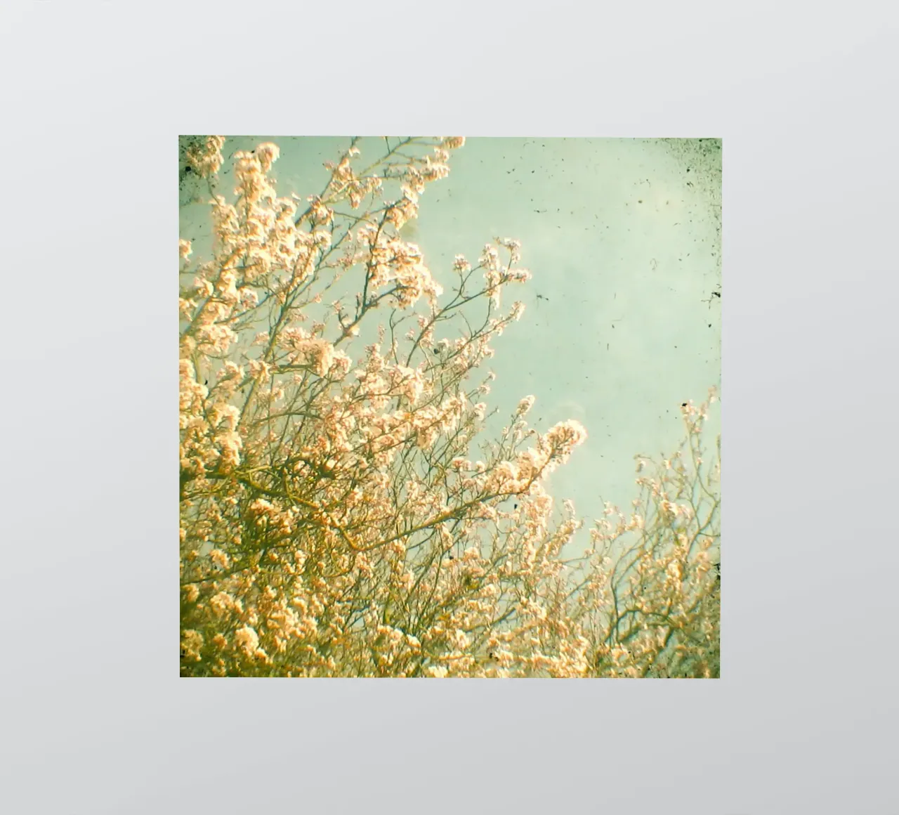 Spring sticker by Cassia Beck Photography