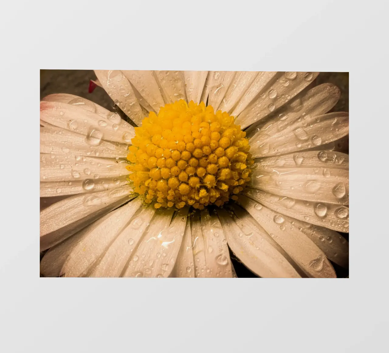 Margherita con gocce d'acqua sui petali pellicola backlit da Marcus Beckert | Fotografie
