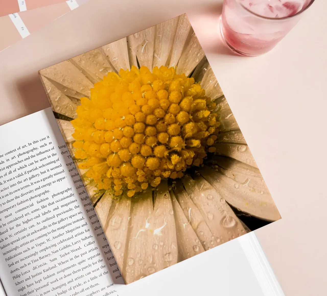 Daisy with water droplets on the petals notebook by Marcus Beckert | Fotografie