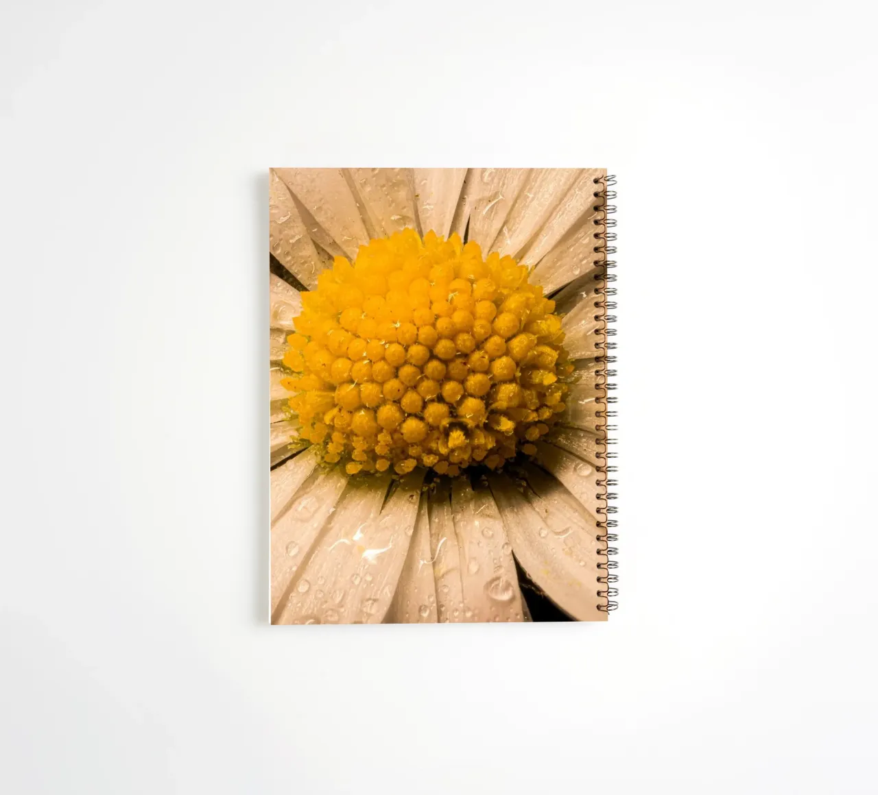 Daisy with water droplets on the petals spiral notebook by Marcus Beckert | Fotografie