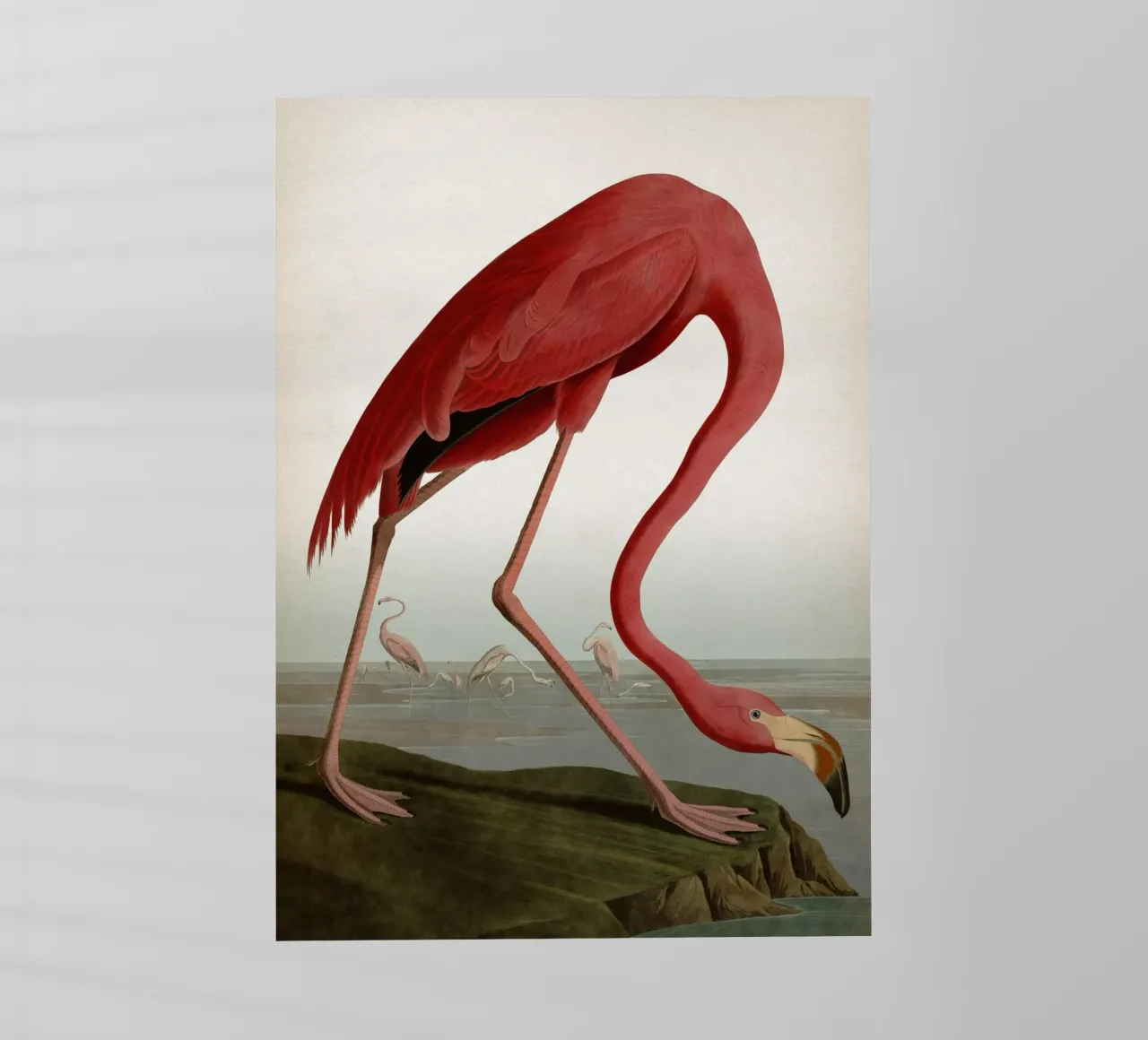 Vintage Audubon 1 American Flamingo pellicola backlit da Vintage Print Collection