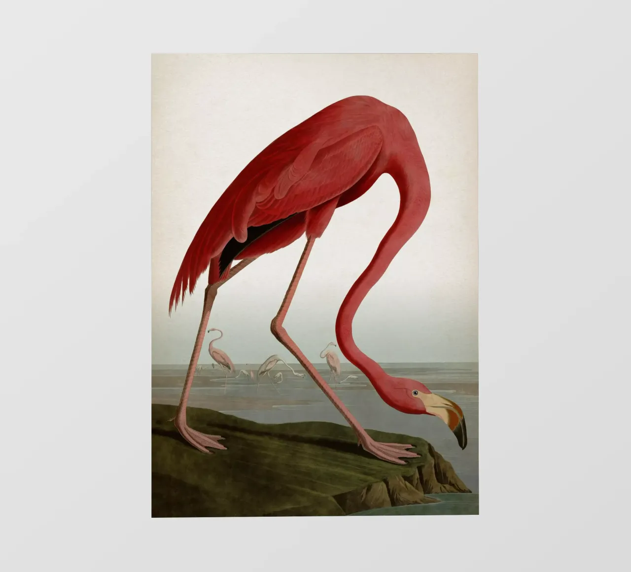 Vintage Audubon 1 American Flamingo pellicola backlit da Vintage Print Collection