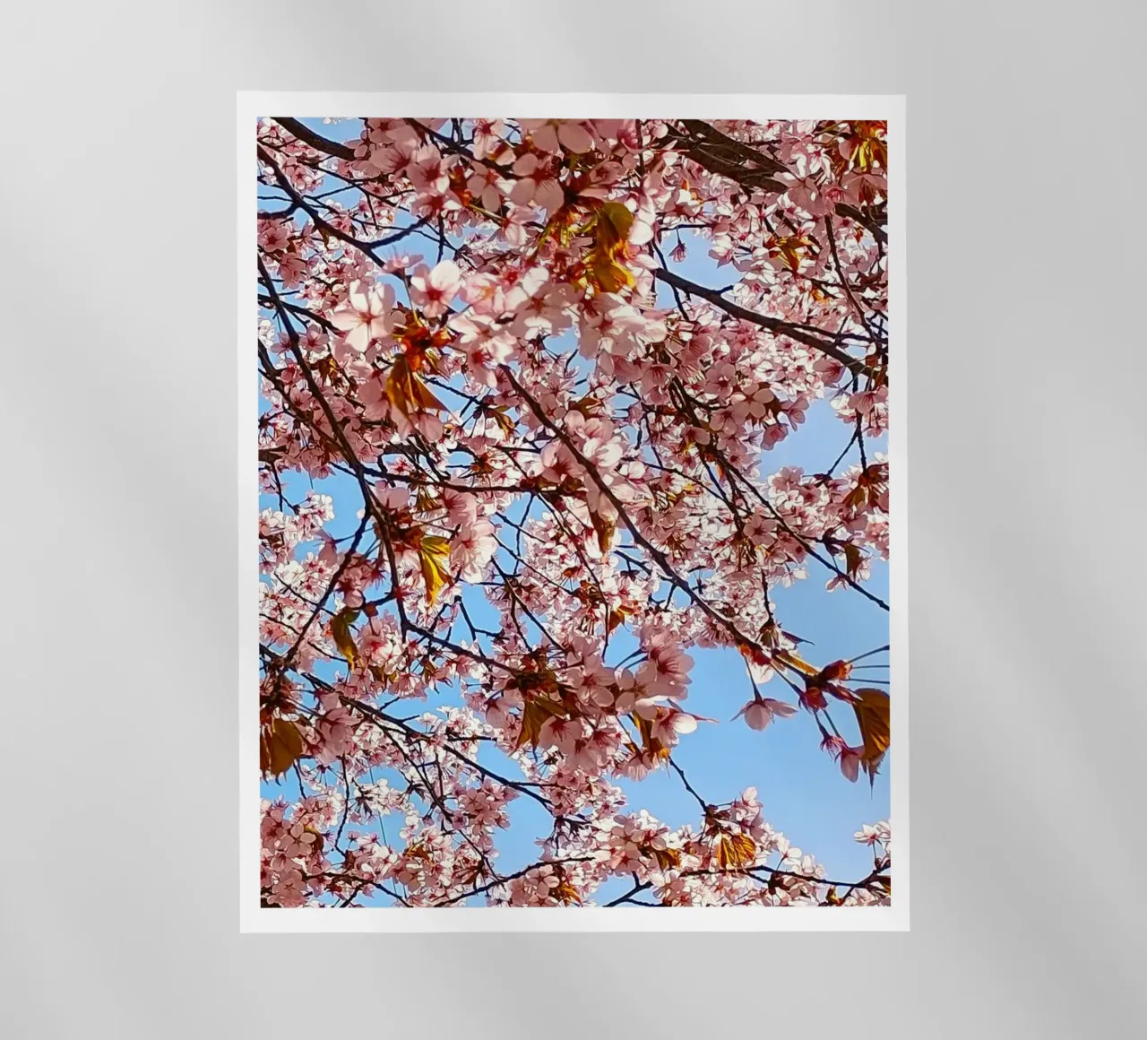 cherry blossom pellicola backlit da SunflowerDE