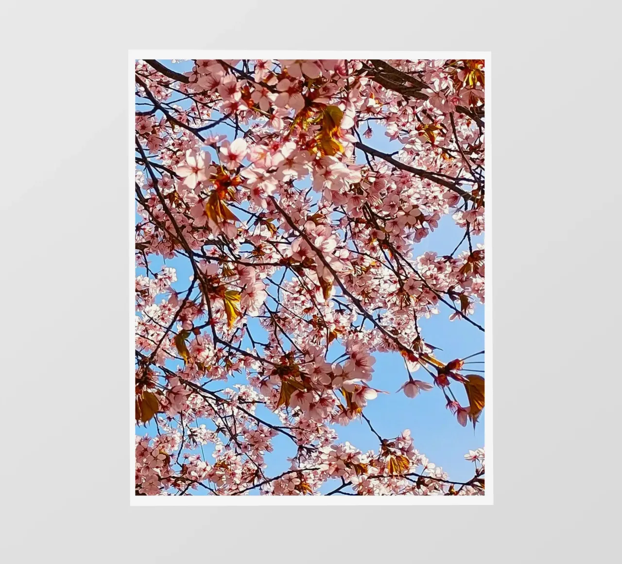cherry blossom telo in pvc da SunflowerDE