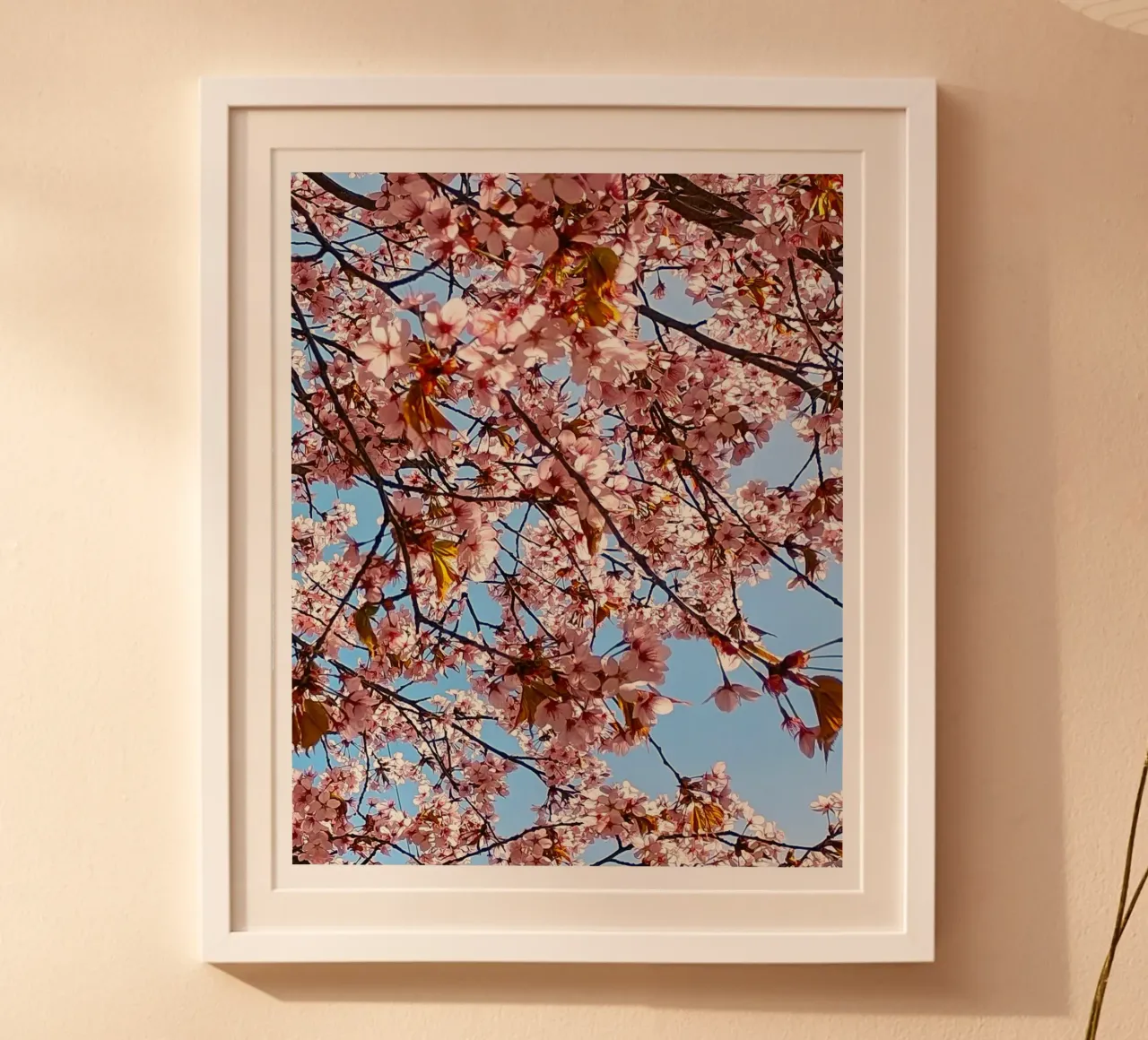 cherry blossom poster con telaio in alluminio da SunflowerDE