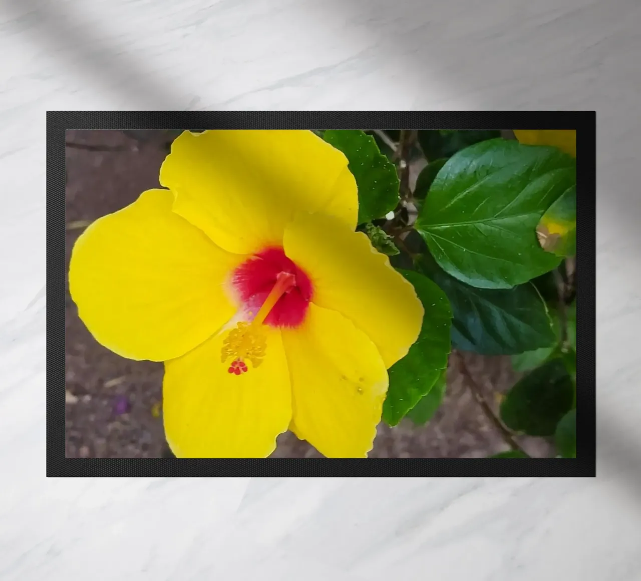 Hibiskus zerbino da SunflowerDE
