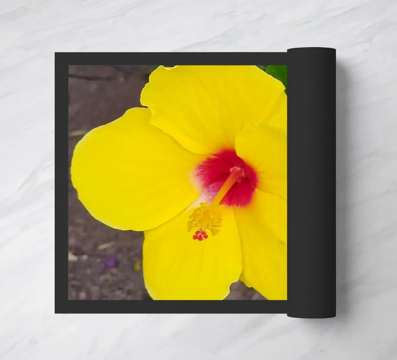 Hibiskus zerbino da SunflowerDE