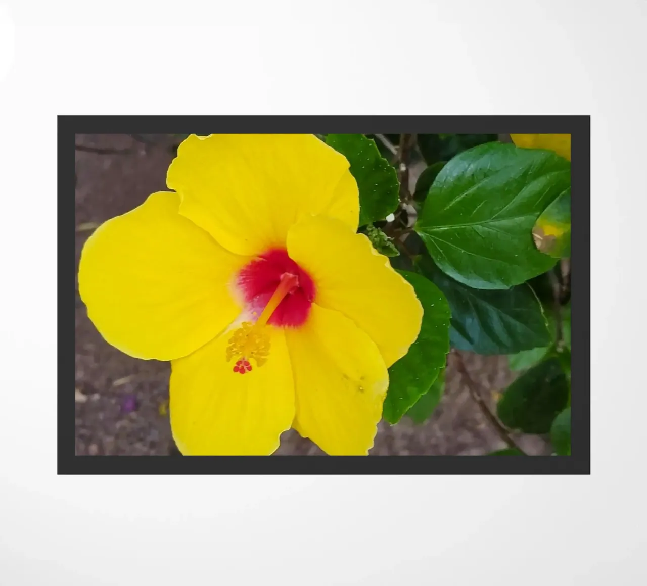 Hibiskus zerbino da SunflowerDE