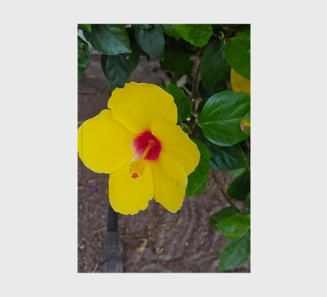 Hibiskus notebook by SunflowerDE