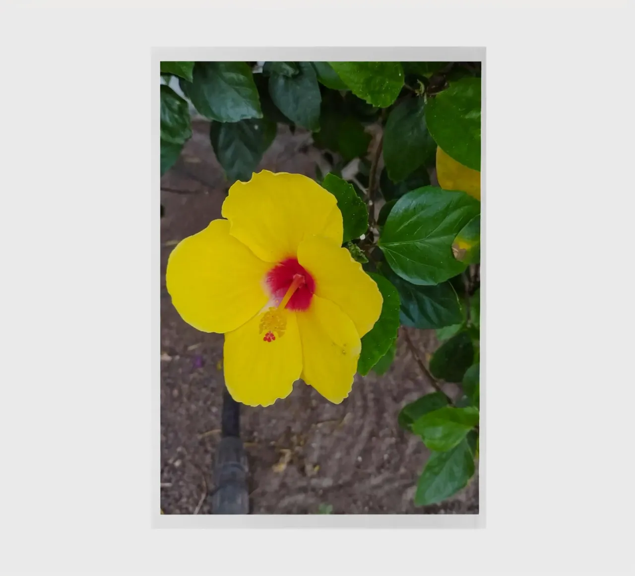 Hibiskus notebook by SunflowerDE