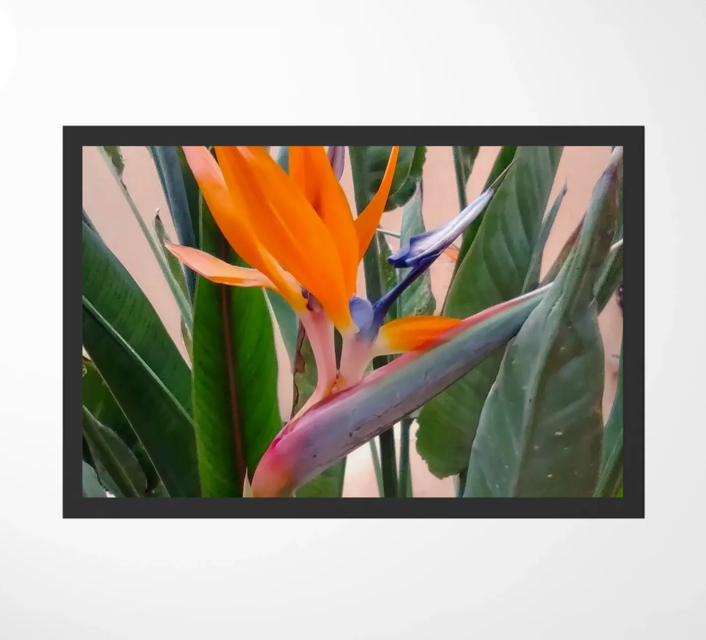 Strelitzien doormat by SunflowerDE