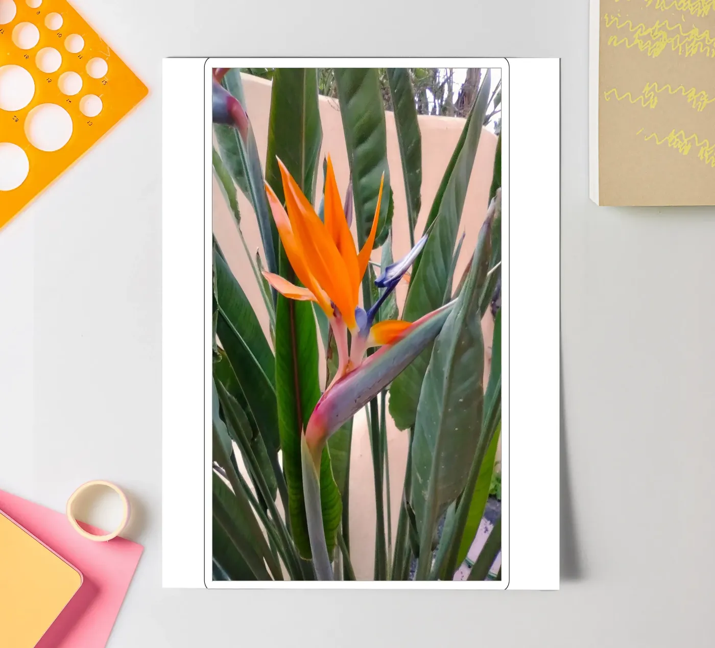 Strelitzien sticker sheet by SunflowerDE