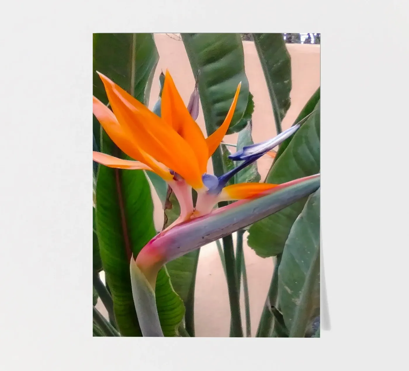 Strelitzien sticker sheet by SunflowerDE