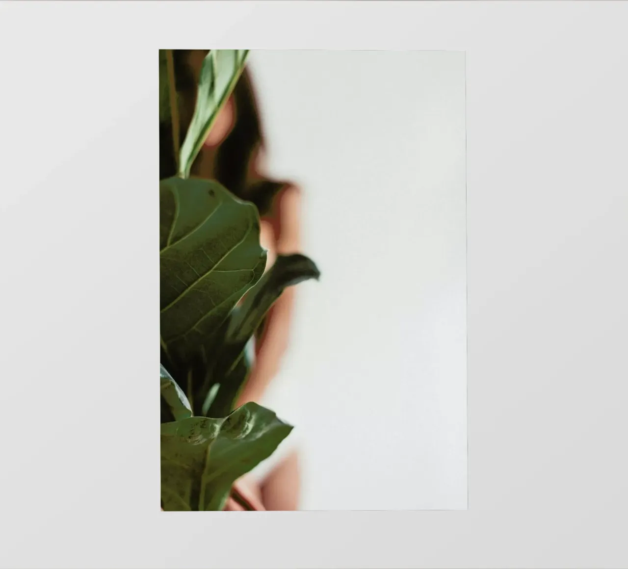 Ficus Lyrata 1 pellicola backlit da Chris Abatzis
