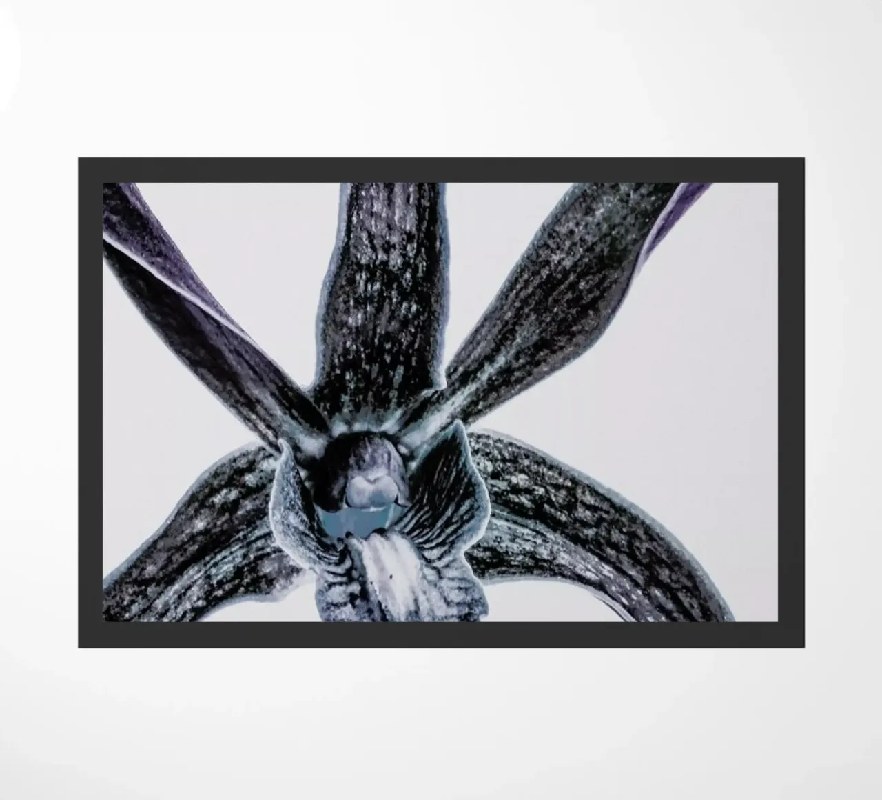 Orchid zerbino da Shot By Clint