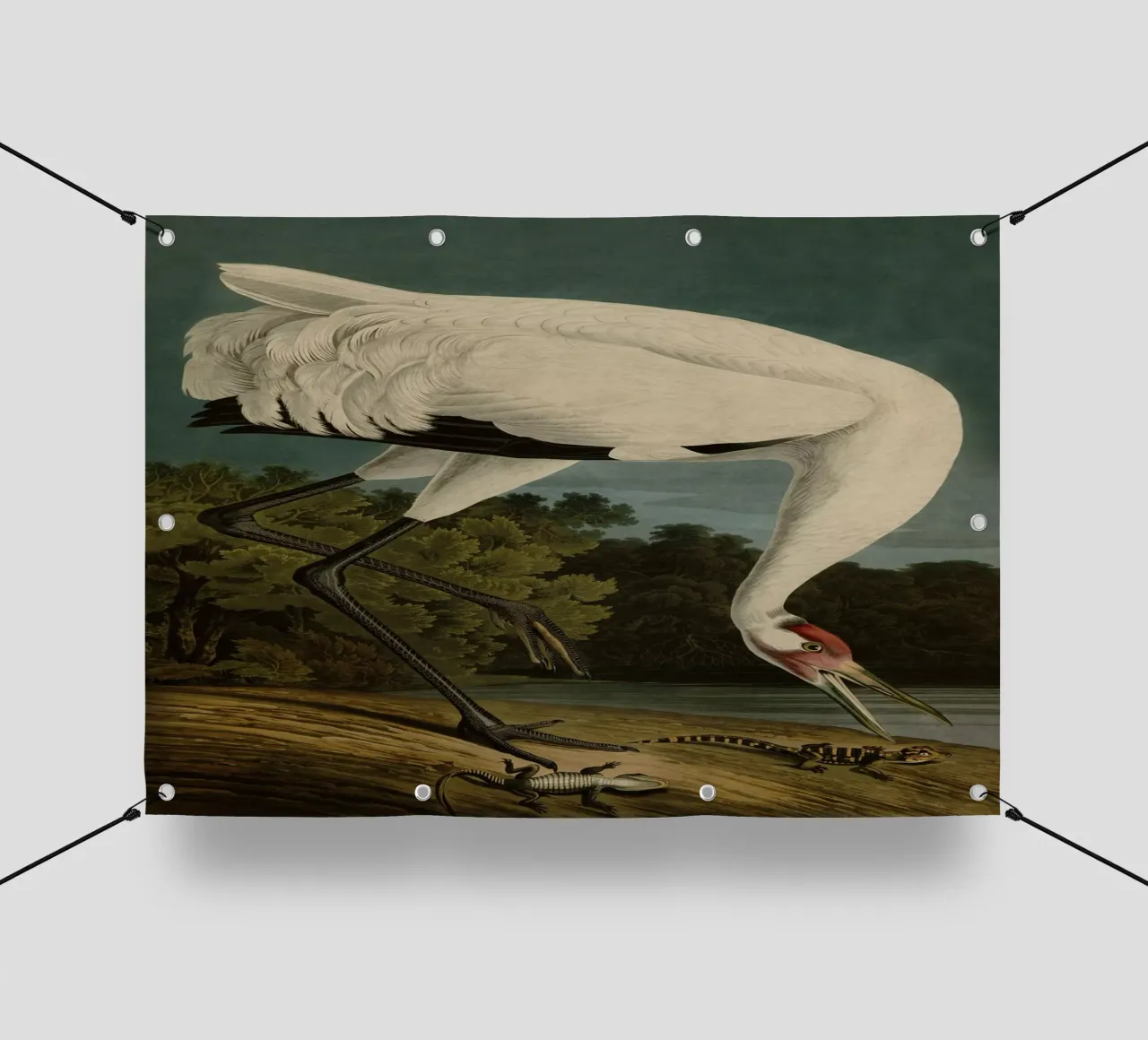 Vintage Audubon 1 Hooping Crane telo in pvc da Vintage Print Collection