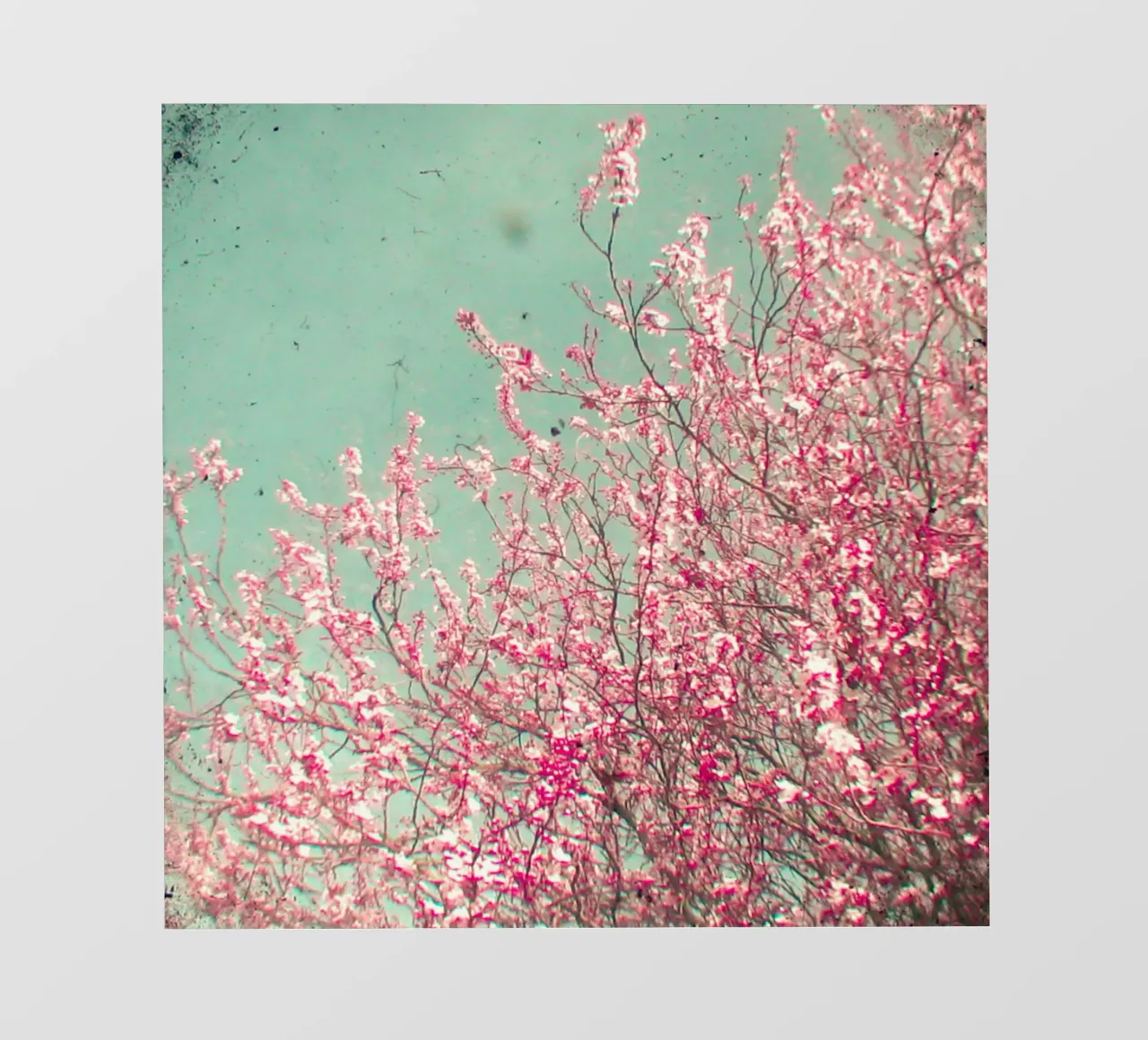 Blossom telo in pvc da Cassia Beck Photography