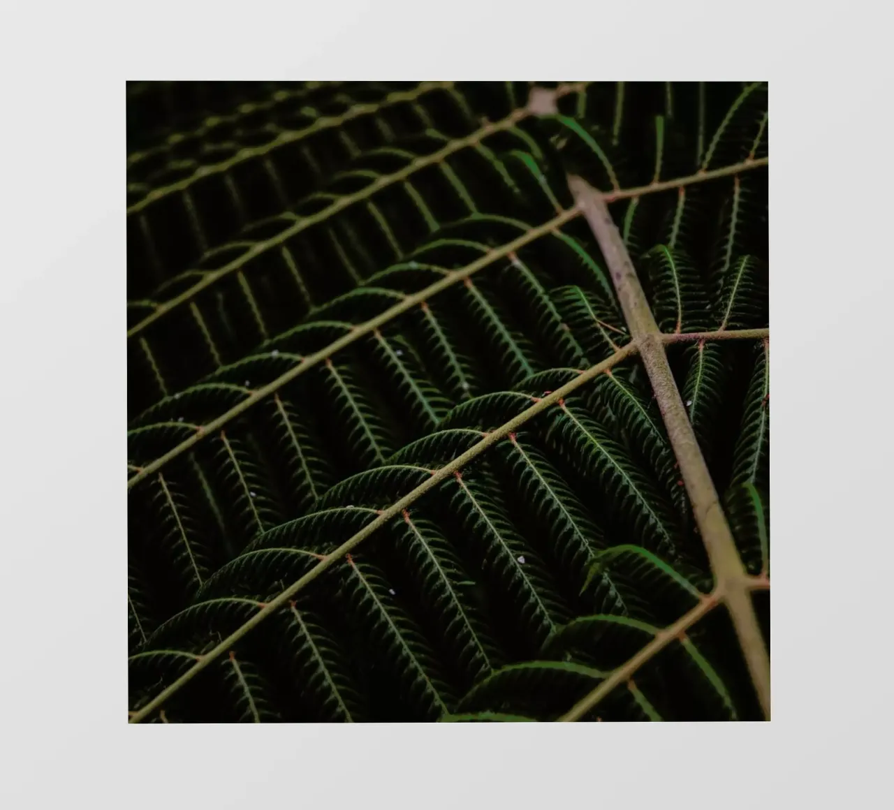 Fern 1 pellicola backlit da Nur Mut