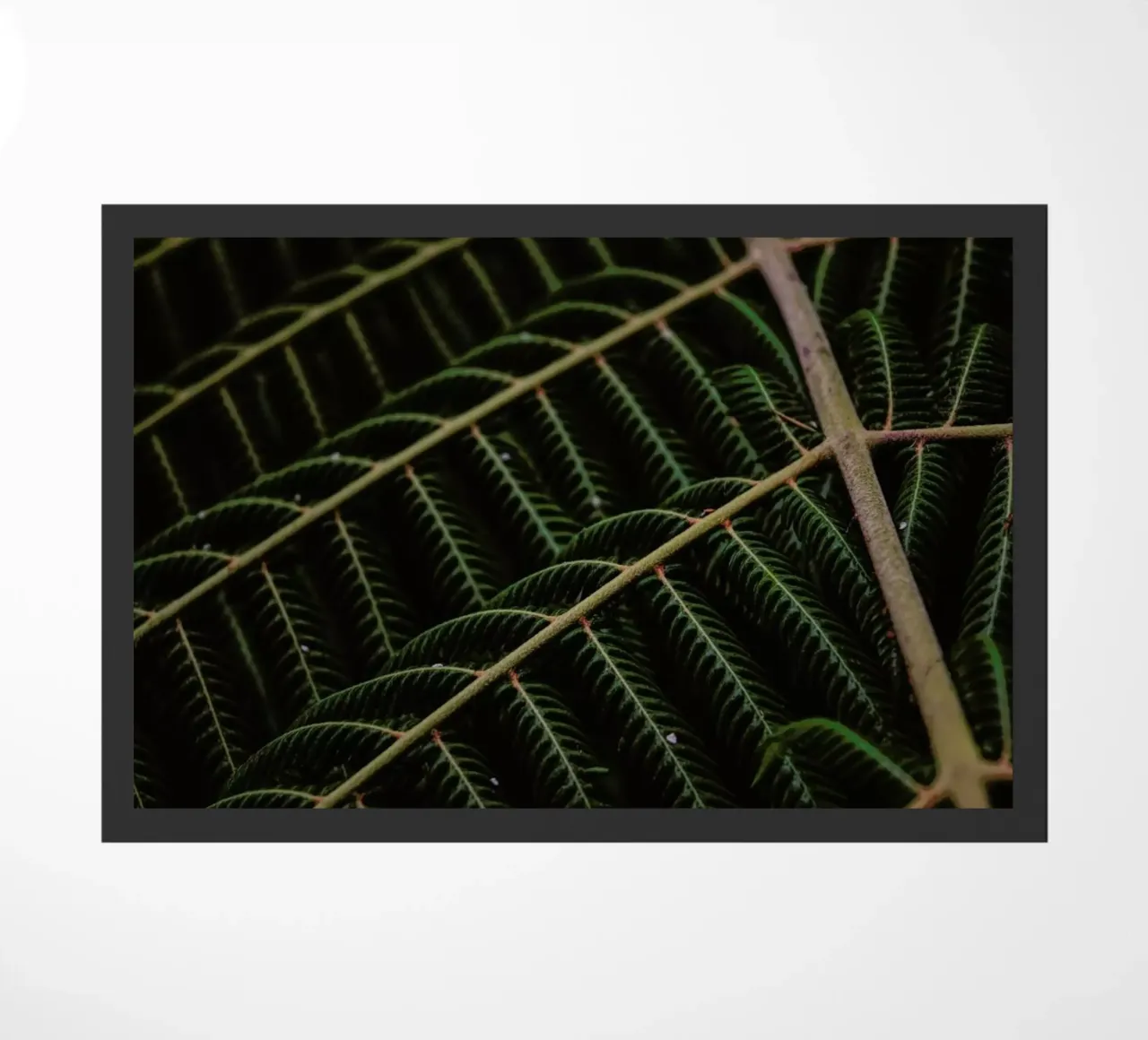 Fern 1 zerbino da Nur Mut