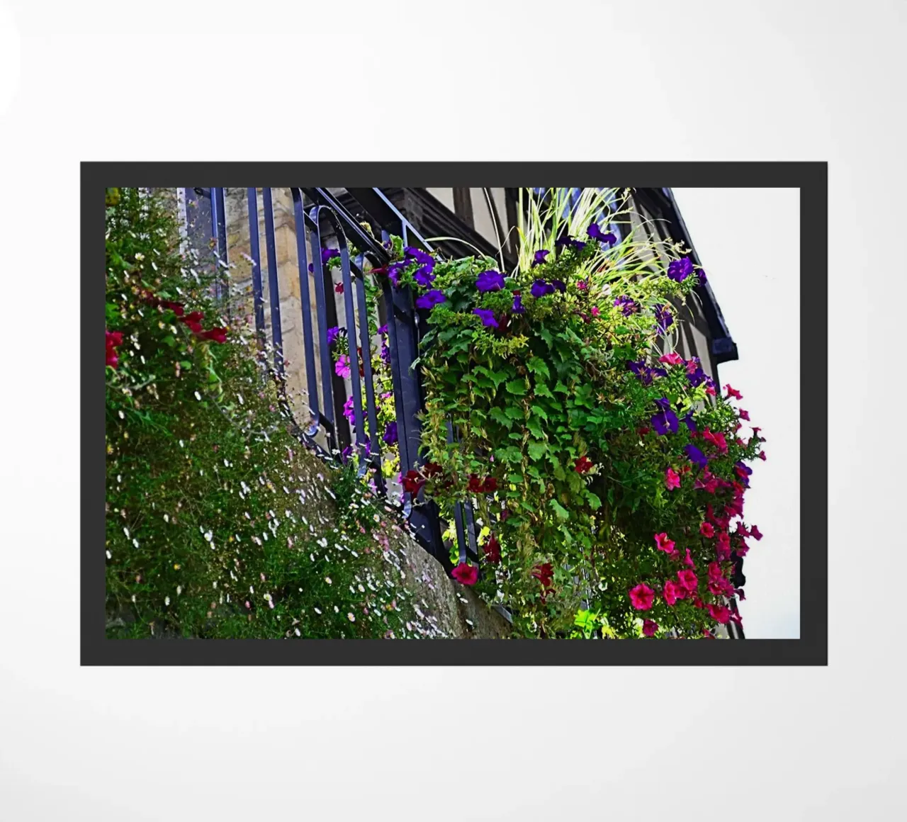 FAA246 zerbino da Thierry vobmann photography