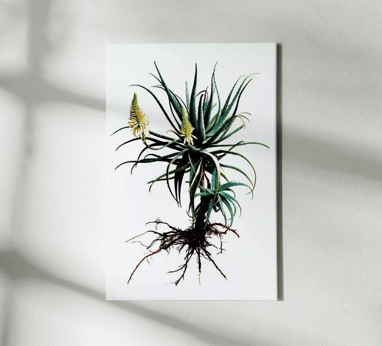 Classic Botanical Whole Plant 01 canvas with Floater frame by Shot By Clint