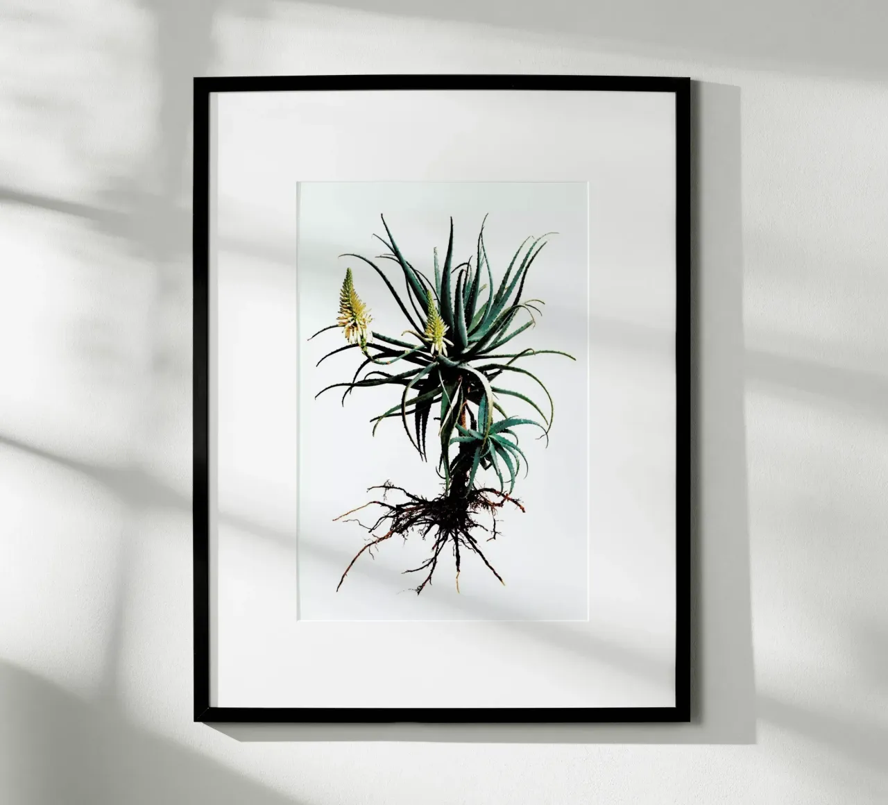 Classic Botanical Whole Plant 01 poster con telaio in alluminio da Shot By Clint
