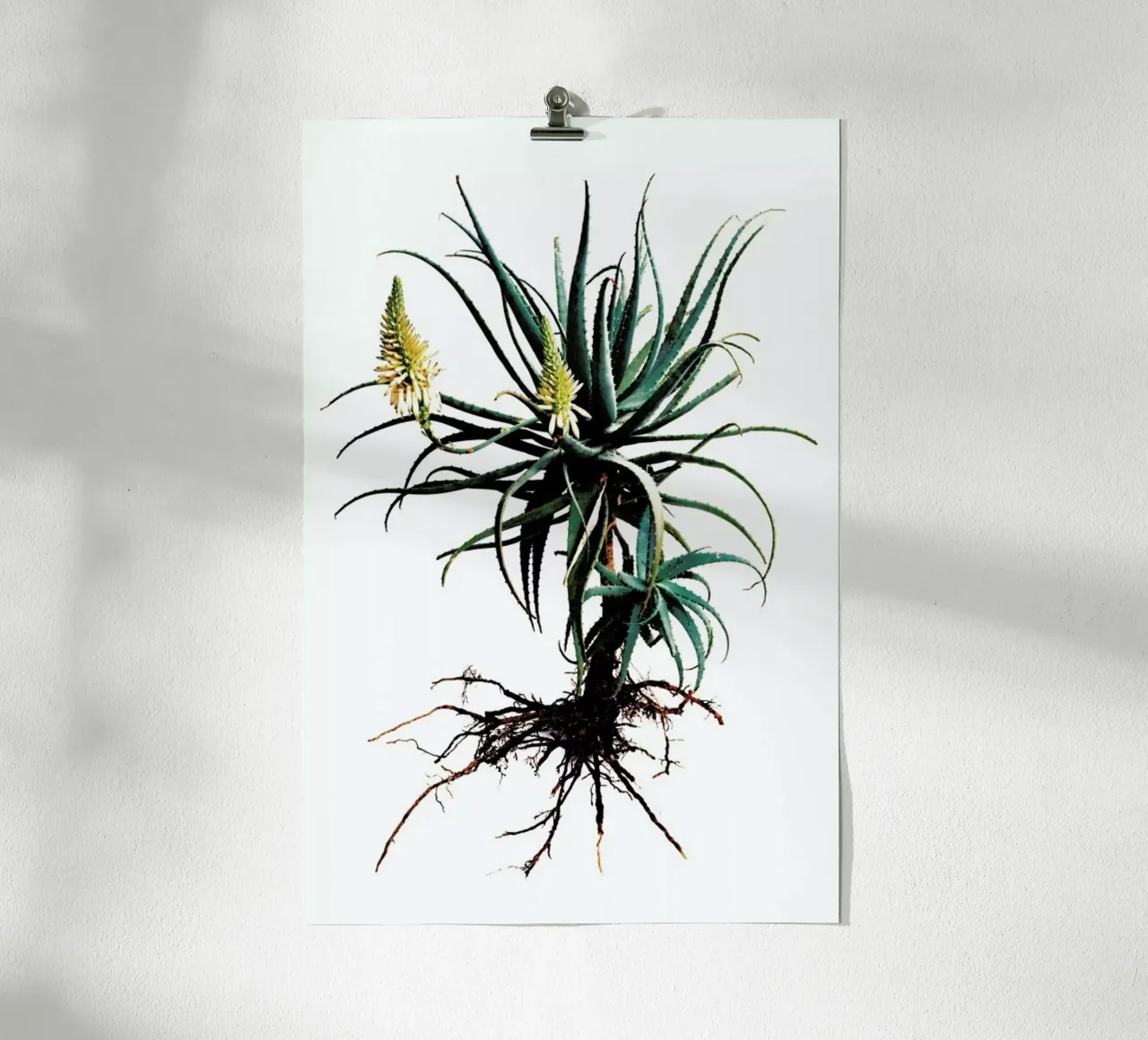 Classic Botanical Whole Plant 01 poster con telaio in alluminio da Shot By Clint