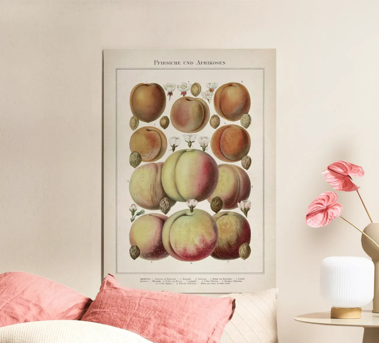 Vintage Meyers 6 Pfirsiche und Aprikosen poster con telaio in alluminio da Vintage Print Collection