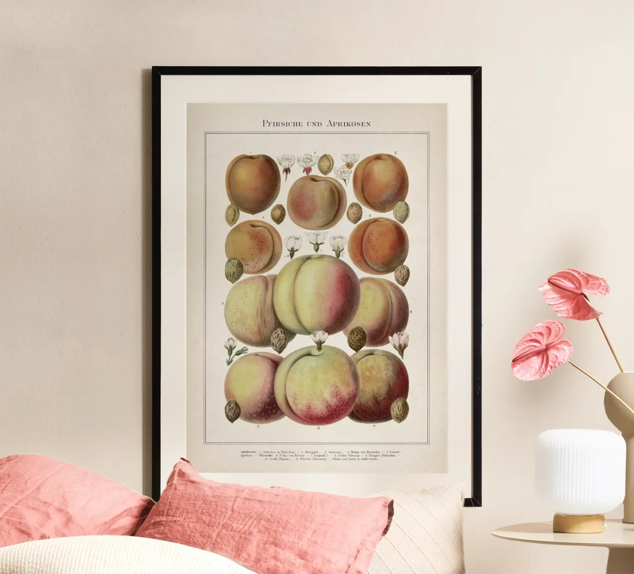 Vintage Meyers 6 Pfirsiche und Aprikosen poster con telaio in alluminio da Vintage Print Collection